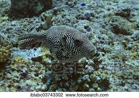 Stock Image - "Map Puffer or Scribbled Pufferfish (Arothron mappa), Raja Ampat, West Papua, Indonesia, Asia". Fotosearch