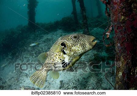 "Map Pufferfish (Arothron mappa), adult, swimming beside jetty stanchion, Arborek, Dampier Straits, Raja Ampat Islands, Four Kings, West Papua, New Guinea, Indonesia, Southeast Asia, Asia" View Large Photo Image Stock Image - "Map Pufferfish (Arothron mappa), adult, swimming beside jetty stanchion, Arborek, Dampier Straits, Raja Ampat Islands, Four Kings, West Papua, New Guinea, Indonesia, Southeast Asia, Asia". Fotosearch