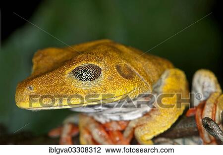 "Map Tree Frog (Hypsiboas geographicus), Tambopata Nature Reserve, Madre de Dios Region, Peru, South America" View Large Photo Image Stock Image - "Map Tree Frog (Hypsiboas geographicus), Tambopata Nature Reserve, Madre de Dios Region, Peru, South America". Fotosearch