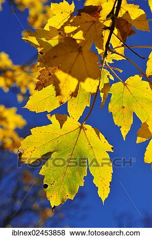 "Maple (Acer) leaves in autumn, near Grubenbach, Berchtesgaden, Upper Bavaria, Bavaria, Germany, Europe" View Large Photo Image Stock Photo - "Maple (Acer) leaves in autumn, near Grubenbach, Berchtesgaden, Upper Bavaria, Bavaria, Germany, Europe". Fotosearch