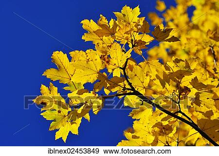 Stock Photo - "Maple (Acer) leaves in autumn, Berchtesgaden, Upper Bavaria, Bavaria, Germany, Europe". Fotosearch