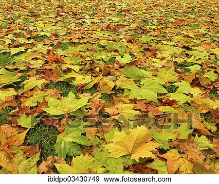"Maple (Acer sp. ), autumn leaves, Styria, Austria, Europe" View Large Photo Image Stock Photo - "Maple (Acer sp. ), autumn leaves, Styria, Austria, Europe". Fotosearch
