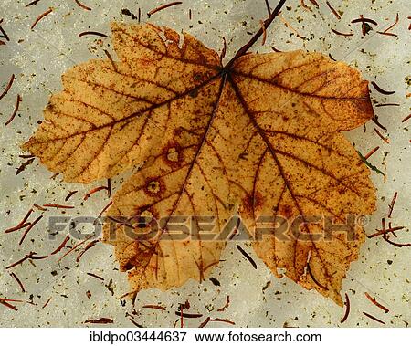"Maple (Acer sp. ), brown leaf on snow, Austria, Europe" View Large Photo Image Stock Photo - "Maple (Acer sp. ), brown leaf on snow, Austria, Europe". Fotosearch