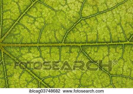 Stock Image - "Maple (Acer sp. ) leaf structure in transmitted light, beginning autumnal colouration, detail, city centre, Frankfurt am Main, Hesse, Germany, Europe". Fotosearch