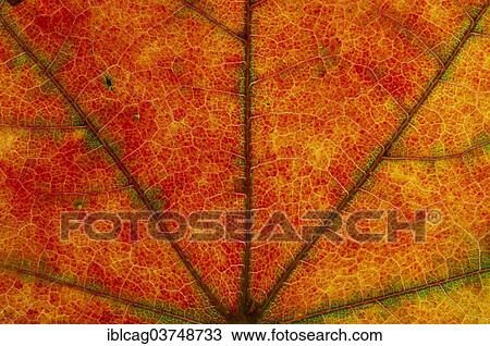 Stock Image - "Maple (Acer sp. ) leaf structure in transmitted light, autumnal colour, detail, city centre, Frankfurt am Main, Hesse, Germany, Europe". Fotosearch