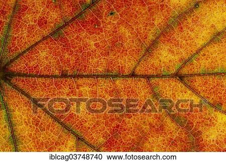 Stock Image - "Maple (Acer sp. ) leaf structure in transmitted light, autumnal colour, detail, city centre, Frankfurt am Main, Hesse, Germany, Europe". Fotosearch