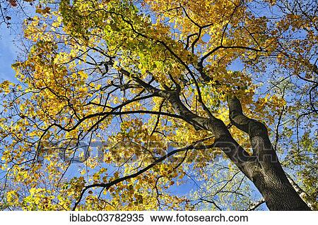 "Maple (Acer sp. ) with autumn-coloured leaves, Bavaria, Germany, Europe" View Large Photo Image Stock Photography - "Maple (Acer sp. ) with autumn-coloured leaves, Bavaria, Germany, Europe". Fotosearch