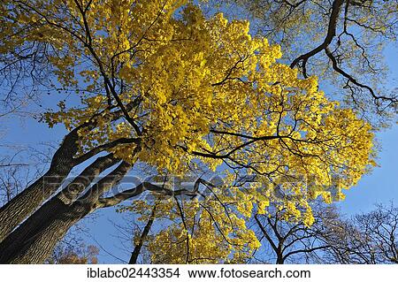 "Maple (Acer) with autumn leaves, Ostfriedhof cemetery, Munich, Bavaria, Germany, Europe" View Large Photo Image Picture - "Maple (Acer) with autumn leaves, Ostfriedhof cemetery, Munich, Bavaria, Germany, Europe". Fotosearch