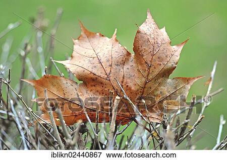 Stock Photo - Maple (Aceraceae) leaf in autumn. Fotosearch