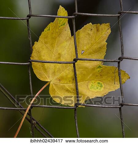 "Maple leaf (Aceraceae), stuck to a fence, autumn" View Large Photo Image Stock Photo - "Maple leaf (Aceraceae), stuck to a fence, autumn". Fotosearch