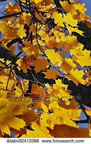 Maple leaves (Acer) in autumn, Upper Bavaria, Bavaria, Germany, Europe View Large Photo Image Stock Photograph - Maple leaves (Acer) in autumn, Upper Bavaria, Bavaria, Germany, Europe. Fotosearch