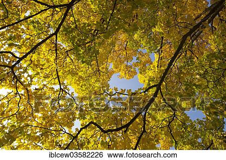 "Maple tree (Acer sp. ) In autumn, Ahrensburg castle park, Ahrensburg, Schleswig-Holstein, Germany, Europe" View Large Photo Image Stock Photograph - "Maple tree (Acer sp. ) In autumn, Ahrensburg castle park, Ahrensburg, Schleswig-Holstein, Germany, Europe". Fotosearch