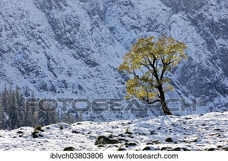 "Maple with autumn leaves in the first snow, Ahornboden, Karwendel Mountains, Tyrol, Austria, Europe" View Large Photo Image Stock Photograph - "Maple with autumn leaves in the first snow, Ahornboden, Karwendel Mountains, Tyrol, Austria, Europe". Fotosearch