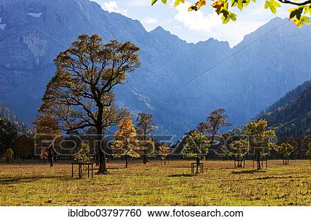 "Maples (Acer) in autumn, Grosser Ahornboden, Eng, Hinterriss, Tyrol, Austria, Europe" View Large Photo Image Stock Image - "Maples (Acer) in autumn, Grosser Ahornboden, Eng, Hinterriss, Tyrol, Austria, Europe". Fotosearch