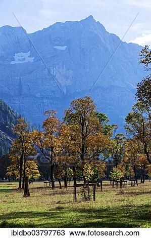 "Maples (Acer) in autumn, Grosser Ahornboden, Eng, Hinterriss, Tyrol, Austria, Europe" View Large Photo Image Stock Image - "Maples (Acer) in autumn, Grosser Ahornboden, Eng, Hinterriss, Tyrol, Austria, Europe". Fotosearch