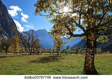 "Maples (Acer) in autumn, Grosser Ahornboden, Eng, Hinterriss, Tyrol, Austria, Europe" View Large Photo Image Stock Photo - "Maples (Acer) in autumn, Grosser Ahornboden, Eng, Hinterriss, Tyrol, Austria, Europe". Fotosearch