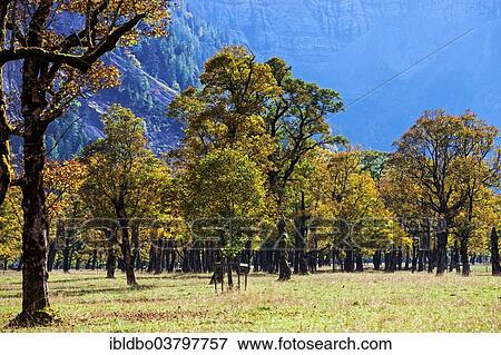 "Maples (Acer) in autumn, Grosser Ahornboden, Eng, Hinterriss, Tyrol, Austria, Europe" View Large Photo Image Stock Photo - "Maples (Acer) in autumn, Grosser Ahornboden, Eng, Hinterriss, Tyrol, Austria, Europe". Fotosearch