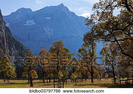 "Maples (Acer) in autumn, Grosser Ahornboden, Eng, Hinterriss, Tyrol, Austria, Europe" View Large Photo Image Stock Photograph - "Maples (Acer) in autumn, Grosser Ahornboden, Eng, Hinterriss, Tyrol, Austria, Europe". Fotosearch