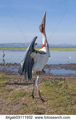 Stock Image - "Marabou Stork (Leptoptilos crumeniferus), Awasa harbor, Awasa, Ethiopia, Africa". Fotosearch