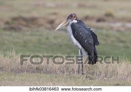"Marabou Stork (Leptoptilos crumeniferus), Liuwa Plain National Park, Northwestern Province, Zambia, Africa" View Large Photo Image Stock Image - "Marabou Stork (Leptoptilos crumeniferus), Liuwa Plain National Park, Northwestern Province, Zambia, Africa". Fotosearch