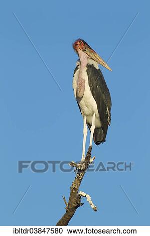 Stock Image - "Marabou Stork (Leptoptilos crumeniferus), on its resting tree, Chobe National Park, Botswana, Africa". Fotosearch