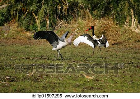 Stock Photography - "Marabou Stork (Leptoptilos crumeniferus), fighting with Saddle-billed Stork (Ephippiorhynchus senegalensis), Okavango Delta, Botswana, Africa". Fotosearch