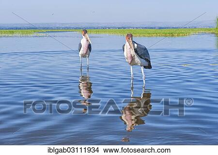 Picture - "Marabou Storks (Leptoptilos crumeniferus), Awasa harbor, Awasa, Ethiopia, Africa". Fotosearch