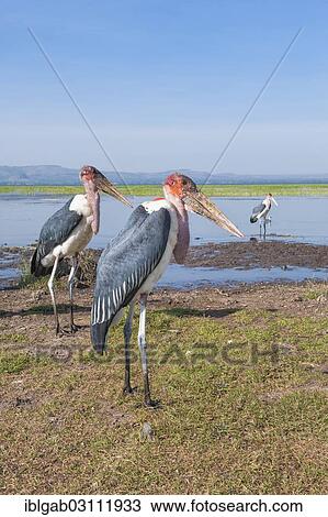 Stock Image - "Marabou Storks (Leptoptilos crumeniferus), Awasa harbor, Awasa, Ethiopia, Africa". Fotosearch