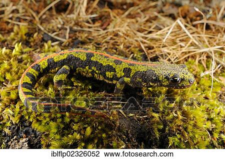 Stock Image - "Marbled Newt (Triturus marmoratus), adult, terrestrial phase, walking on moss, Spain, Europe". Fotosearch