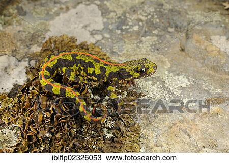 Stock Image - "Marbled Newt (Triturus marmoratus), adult, terrestrial phase, standing on rock, Spain, Europe". Fotosearch