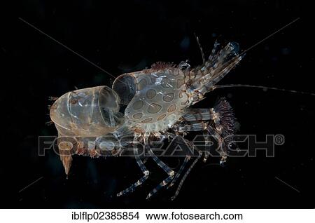 "Marbled Shrimp (Saron sp. ), discarded carapace after moulting, at night, Fiabacet Island, Raja Ampat Islands, Four Kings, West Papua, New Guinea, Indonesia, Southeast Asia, Asia" View Large Photo Image Picture - "Marbled Shrimp (Saron sp. ), discarded carapace after moulting, at night, Fiabacet Island, Raja Ampat Islands, Four Kings, West Papua, New Guinea, Indonesia, Southeast Asia, Asia". Fotosearch