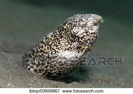"Marbled snake eel (Callechelys marmorata) looking out of a sandy ground, Red Sea, Makadi Bay, Hurghada, Egypt, Africa" View Large Photo Image Stock Photo - "Marbled snake eel (Callechelys marmorata) looking out of a sandy ground, Red Sea, Makadi Bay, Hurghada, Egypt, Africa". Fotosearch