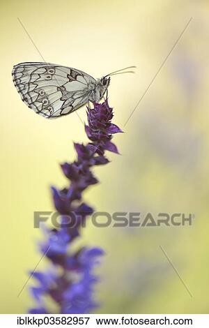 "Marbled White (Melanargia galathea), Usti nad Labem Region, Czech Republic, Europe" View Large Photo Image Stock Photo - "Marbled White (Melanargia galathea), Usti nad Labem Region, Czech Republic, Europe". Fotosearch