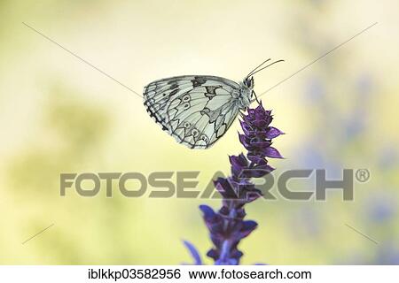 "Marbled White (Melanargia galathea), Usti nad Labem Region, Czech Republic, Europe" View Large Photo Image Stock Photograph - "Marbled White (Melanargia galathea), Usti nad Labem Region, Czech Republic, Europe". Fotosearch