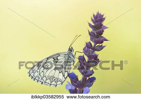 "Marbled White (Melanargia galathea), Usti nad Labem Region, Czech Republic, Europe" View Large Photo Image Stock Photography - "Marbled White (Melanargia galathea), Usti nad Labem Region, Czech Republic, Europe". Fotosearch