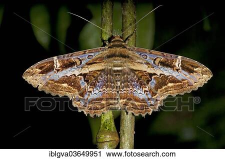 "Marbled Witch (Letis orcynia), Tambopata Nature Reserve, Madre de Dios Region, Peru, South America" View Large Photo Image Stock Image - "Marbled Witch (Letis orcynia), Tambopata Nature Reserve, Madre de Dios Region, Peru, South America". Fotosearch