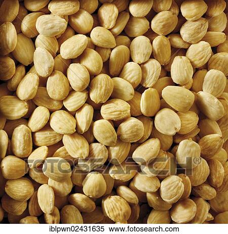 Marcona almonds View Large Photo Image Stock Photography - Marcona almonds. Fotosearch