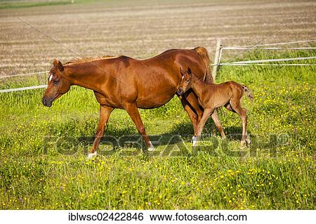Mare and foal in a pasture, Texel, Holland, Netherlands, Europe View Large Photo Image Stock Photograph - Mare and foal in a pasture, Texel, Holland, Netherlands, Europe. Fotosearch