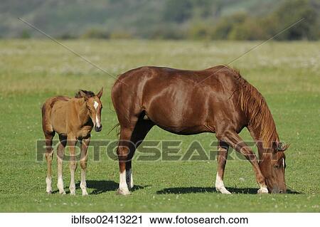 Mare and foal in a pasture, Thuringia, Germany, Europe, PublicGround, Europe View Large Photo Image Stock Image - Mare and foal in a pasture, Thuringia, Germany, Europe, PublicGround, Europe. Fotosearch