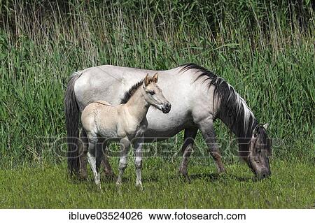 "Mare and foal, Konik horse or Polish Primitive Horse, Tarpan breeding back (Equus przewalskii f caballus), Germany, Europe" View Large Photo Image Stock Photograph - "Mare and foal, Konik horse or Polish Primitive Horse, Tarpan breeding back (Equus przewalskii f caballus), Germany, Europe". Fotosearch