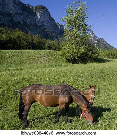 "Mare and foal on a pasture, Mondsee, Salzkammergut area, Austria, Europe" View Large Photo Image Stock Photograph - "Mare and foal on a pasture, Mondsee, Salzkammergut area, Austria, Europe". Fotosearch