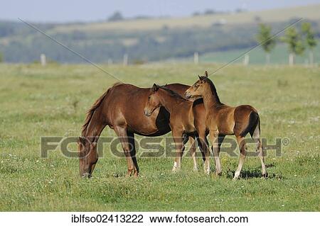 Mare and foals in a pasture, Thuringia, Germany, Europe, PublicGround, Europe View Large Photo Image Stock Image - Mare and foals in a pasture, Thuringia, Germany, Europe, PublicGround, Europe. Fotosearch