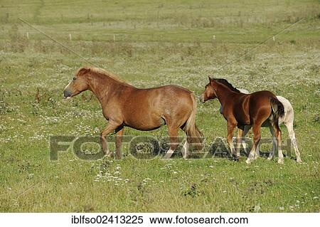 Mare and foals in a pasture, Thuringia, Germany, Europe, PublicGround, Europe View Large Photo Image Stock Photography - Mare and foals in a pasture, Thuringia, Germany, Europe, PublicGround, Europe. Fotosearch