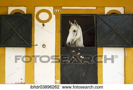 "Mare in her box stall during the Feria del Caballo Horse Fair, Jerez de la Frontera, Cadiz province, Andalusia, Spain, Europe" View Large Photo Image Stock Image - "Mare in her box stall during the Feria del Caballo Horse Fair, Jerez de la Frontera, Cadiz province, Andalusia, Spain, Europe". Fotosearch
