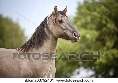 "Mare, Konik or Polish wild horse, portrait" View Large Photo Image Stock Image - "Mare, Konik or Polish wild horse, portrait". Fotosearch