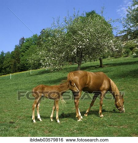 "Mare with a foal grazing on a pasture, near Murnau, Upper Bavaria, Bavaria, Germany, Europe" View Large Photo Image Stock Photograph - "Mare with a foal grazing on a pasture, near Murnau, Upper Bavaria, Bavaria, Germany, Europe". Fotosearch
