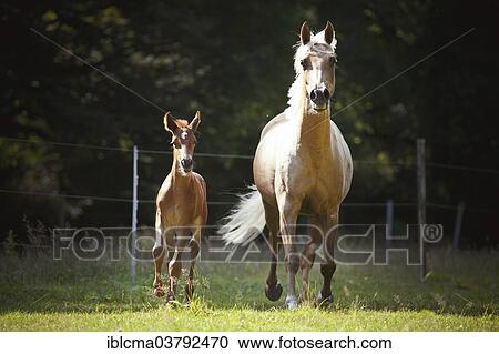 "Mare with colt, 3 weeks, German small horse X P. R. E. and German small horse galloping on meadow" View Large Photo Image Stock Image - "Mare with colt, 3 weeks, German small horse X P. R. E. and German small horse galloping on meadow". Fotosearch