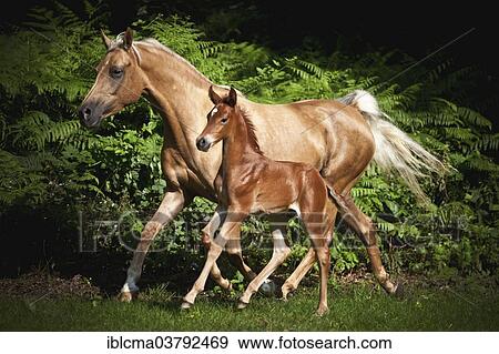 "Mare with colt, 3 weeks, German small horse X P. R. E. and German small horse trotting on meadow" View Large Photo Image Stock Photo - "Mare with colt, 3 weeks, German small horse X P. R. E. and German small horse trotting on meadow". Fotosearch