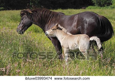 "Mare with foal, Iceland pony, pony Iceland, Iceland horse" View Large Photo Image Picture - "Mare with foal, Iceland pony, pony Iceland, Iceland horse". Fotosearch