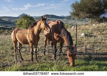"Mare with foal on a pasture, Parco delle Madonie, Madonie Regional Natural Park, near Collesano, Province of Palermo, Sicily, Italy, Europe" View Large Photo Image Stock Photo - "Mare with foal on a pasture, Parco delle Madonie, Madonie Regional Natural Park, near Collesano, Province of Palermo, Sicily, Italy, Europe". Fotosearch